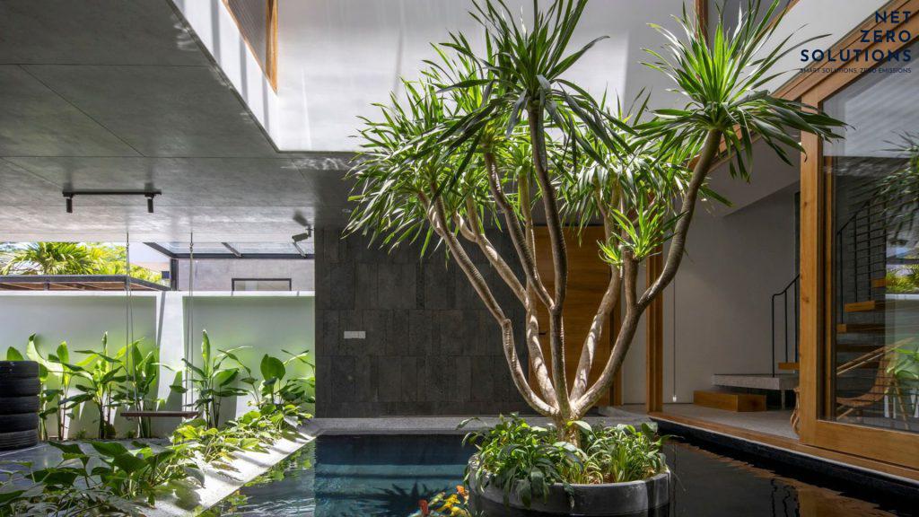 Các loại cây trồng giếng trời trong nhà