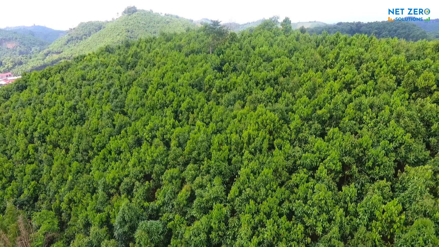 Lưu trữ carbon ở Việt Nam