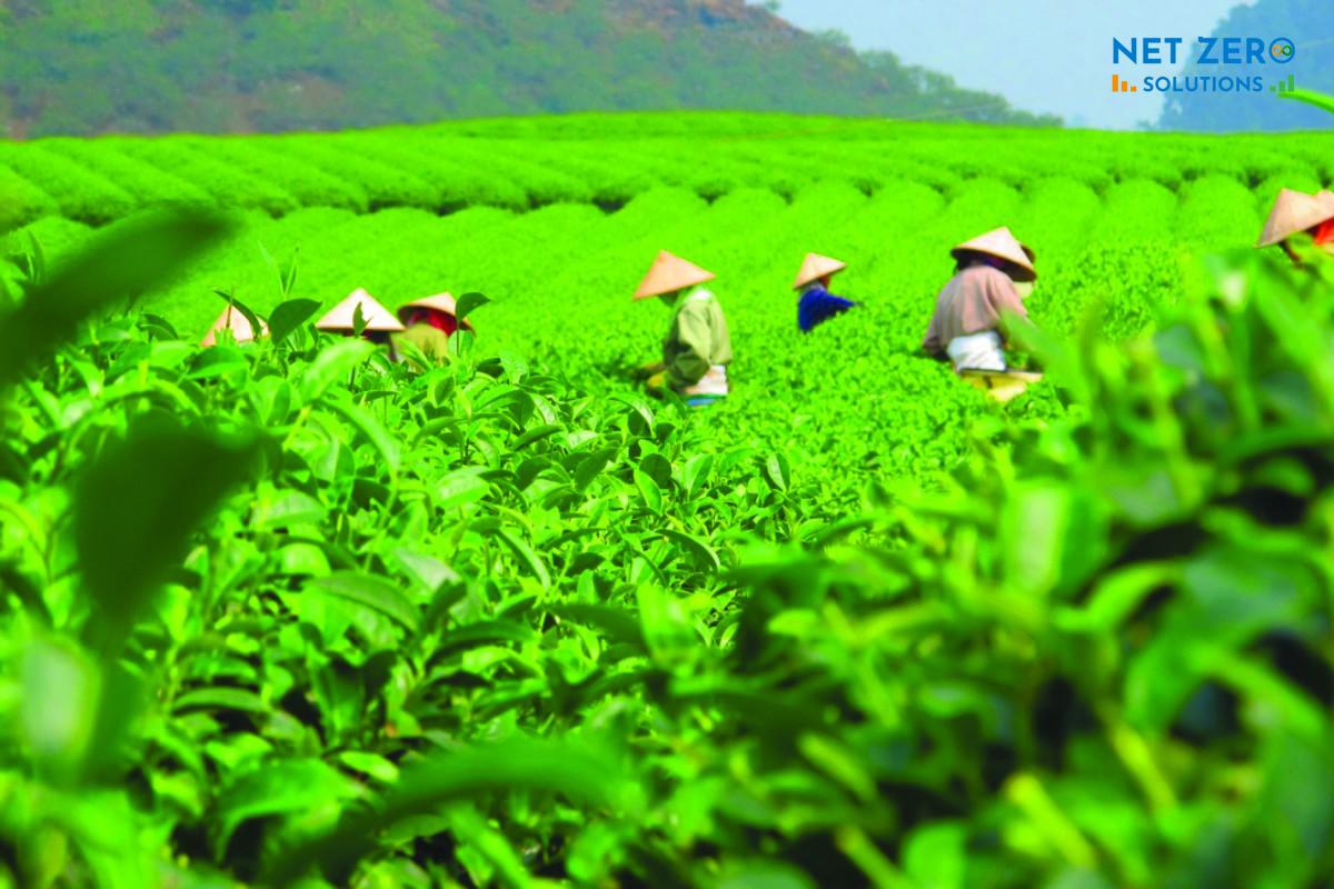 tín chỉ carbon
